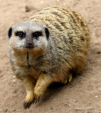 šelmy, surové, mongoose, savec, zvíře, zvědavý, živočišného světa, volně žijících živočichů, divoký, divoké zvíře, Příroda