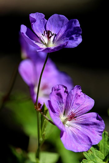 květ, Příroda, zahradní květiny, flóra, fialové květy, květy, květinové pozadí, keř, záhon, krásné květiny, cranesbill