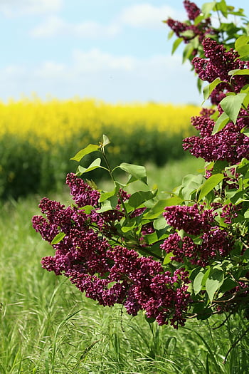 oilseed Rape, field Of Rapeseeds, lilac, nature, landscape, spring, dirt Road, agriculture, flora, season, shining