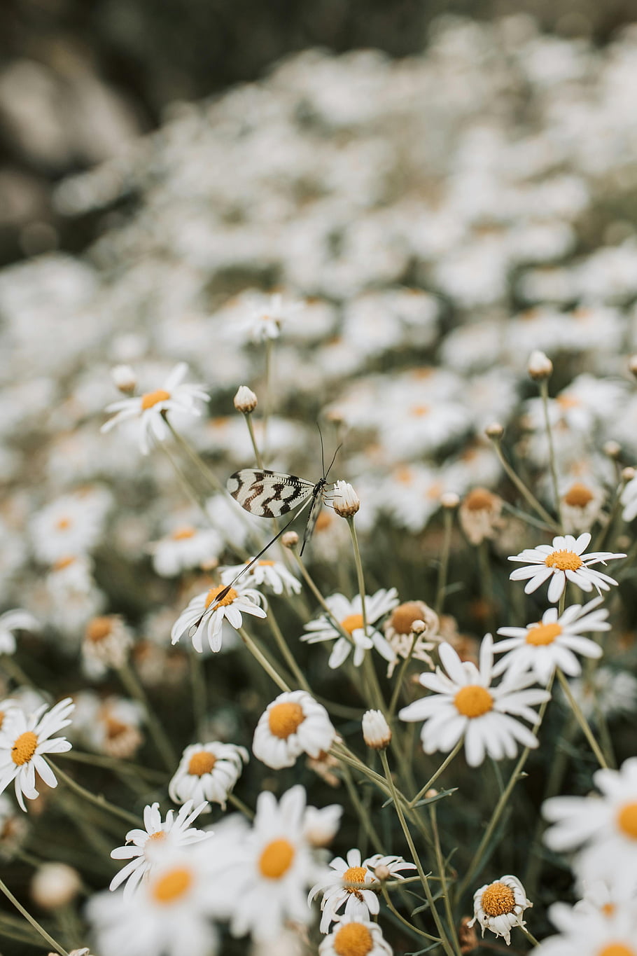 marguerites, papillon, champ d'été, beauté naturelle, tranquillité, fermer, fleurs en floraison, scène en plein air, photographie de nature, paysage floral, pétales blancs