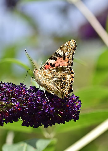 flor, hermosas flores, mariposa, polen, polinizar, Vanessa Cardui, polinización, papel tapiz de flores, mariposa pavo real, alas de mariposa, insecto con alas