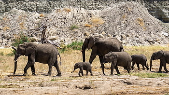 ελέφαντες, Τανζανία, serengeti, φύση, των ζώων, άγρια ​​ζωή, παχύδερμο, Αφρική, οικογένεια