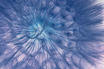 dandelion, seeds, full Hd Wallpaper, flower, free Background, Wallpaper, nature, flower Background, macro, laptop Wallpaper, Wallpaper 1920x1080