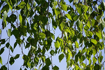 Betula Pendula, Birke, Blätter, Baum, Laub, Wachstum, Botanik, Wald, Natur, Vorhang