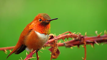 rufous, pták, bzučení, kolibřík, volně žijících živočichů, zvíře, Příroda, divoký, mužský, zobák, malý