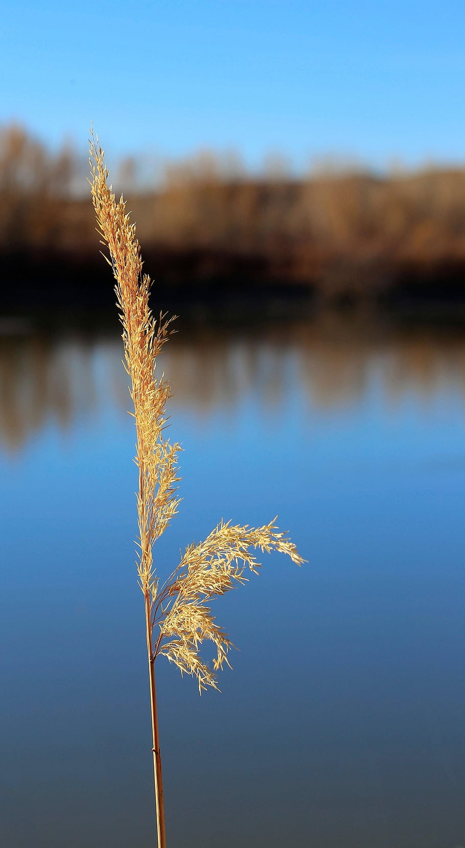 canna, erba, lago, acqua, filo d'erba, natura, bokeh