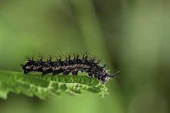 caterpillar, peacock Butterfly, insect, nettle, leaf, plant, nature, closeup