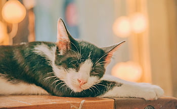 tuxedo cat, white and black cat, bokeh lights, sleeping cat, cozy cat, indoor cat, table, peaceful cat, close-up cat, indoor scene, bokeh effect