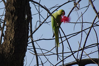 pták, andulka, zelená, Příroda, tropický, Papoušek, fauna, růže-kroužil papoušek, psittacula krameri, prsten-hrdlem papoušek, rajasthan