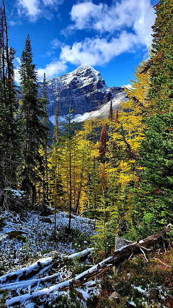banff, řeka, les, hory, jezero, alberta, Kanada, Příroda, sníh, zimní, krajina