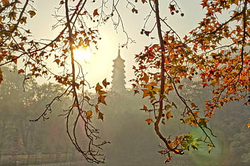 turn, natură, dimineaţă, soare, ramură, pentru Guang