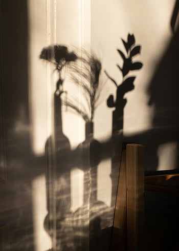 shadows of plants, vases on wall, artistic shadows, sunlit wall, serene indoor ambiance, plant shadows, vase shadows, indoor shadows, natural light, wall shadows, artistic lighting