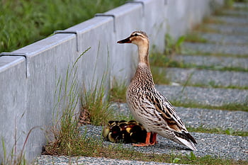 Kachny, třtina, Kachňata, vodní ptáci, pták, peří, Příroda, nestálý, pero, zobák, křídlo