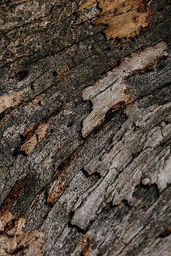 tree trunk, close-up photography, rough bark, weathered tree, natural texture, organic patterns, detailed close-up, tree bark texture, weathered bark, tree trunk close-up, natural patterns