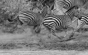 zebras, running, black And White, safari, wildlife, animals, mammals, equine, run, scared, fauna