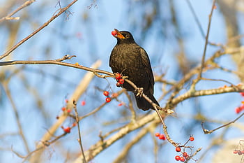 pták, kos, ornitologie, druh, fauna, Příroda, ptačí, zvíře, jeřáb, turdus merula