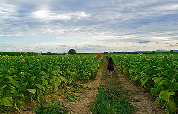 wanita, gaun, ladang tembakau, balon, jantung, Selamat Hari Ibu, jalan, jalan tanah, musim panas, senja, alam