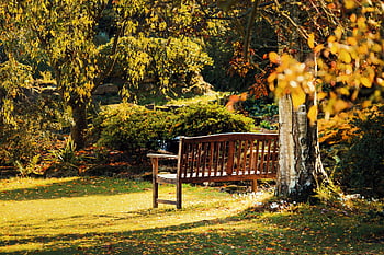 kahverengi ahşap bank, yeşil yaprak ağacı, canlı sonbahar yaprakları, sakin Kent Park, Serene Park Sahnesi, açık oturma, doğal manzara, huzurlu çevre, park bankı, sonbahar renkleri, yeşillik