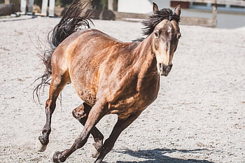 cavallo, natura, pony, Marrone, cavalla, accoppiamento, correre, mossa, sfogarsi, animale
