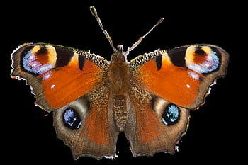 insect, butterfly, entomology, peacock Butterfly, eye Butterfly, edelfalter, isolated, cutout, wings, species, macro