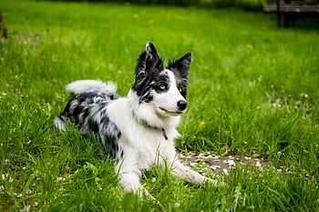 Border Collie, Hündchen, Hund, merle, Haustier, Tier, junger Hund, Haushund, Eckzahn, Säugetier, süß
