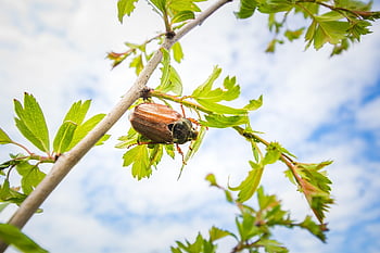 Maybug, chroust, smět, brouk, hmyz, Chyba, zblízka, jaro, Příroda, větev, zvíře
