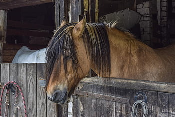 animal, horse, nature, horse Riding, horse Head, farm Yard, wildlife, brown, mammal, mane, animal Portrait