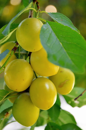 mirabelle, plum, mirabelles, plums, yellow, fructification, garden, nature, fruit, sour, summer