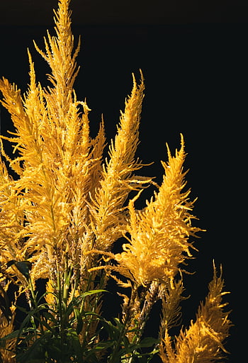cockscomb Flowers, flowers, plant, golden Flowers, beautiful Flowers, chinese Wool Flowers, celosia, flower Background, flower Wallpaper, celosia Argentea, wildflowers