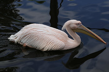 pelikán, pták, vodní ptáci, peří, zvířat, fauna, Příroda, růžový pelikán, pelecanus onocrotalus, zobák, zvířecí portrét