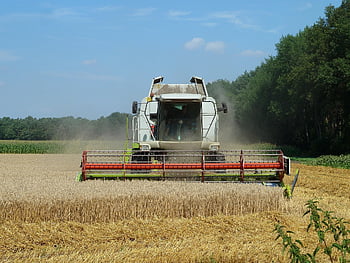 kombajn, sklizeň, hospodařit, pšenice, cereálie, zemědělské stroje, zemědělství, oříznutí, rostlin, pole, venkovský