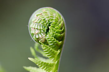 kapradina, výhonek, rostlina, Fern Fronds, rozvinout, růst, jaro, flóra, Příroda, zblízka