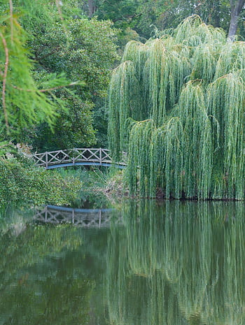 weeping Willow, pasture, pond, bridge, tree, nature, green, willow Tree, flora, deciduous Tree, park