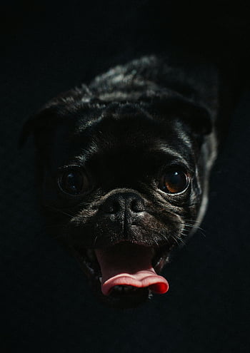 black pug puppy, charming close-up, black background, tongue out, playful pug, cute dog, dark background, pug portrait, black pug, puppy photo, adorable pet