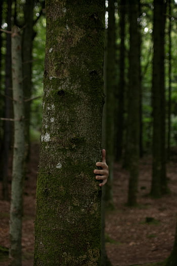 persoană care se ascunde în spatele copacului, mână misterioasă, Arbore captivant, arbore copac, padure deasa, stabilirea pădurilor, trunchi de copac, mână în spatele copacului, pădure scena, fotografia naturii, persoană ascunsă