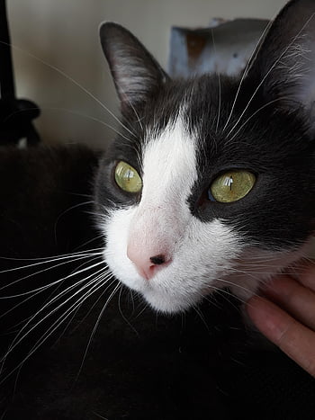 cat, animal, tuxedo Cat, green Eyes, feline, whiskers, kitty, cute