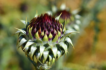 květ, asteraceae, květinové tapety, bodlák, květinové pozadí, krásné květiny, rostlina, flóra, Příroda, nachový, divoký