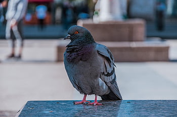 pigeon, city, dove, bird, animal, plumage, feather, pigeons, foraging, urban, beak