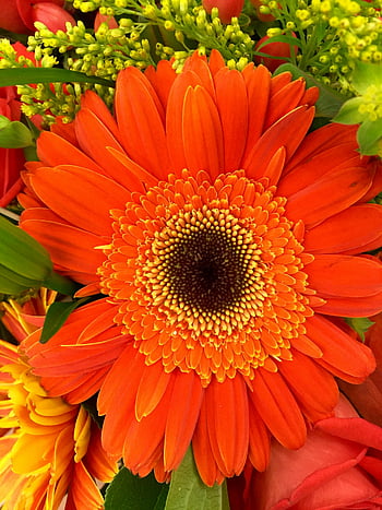 orange gerbera daisy, close-up photography, vibrant orange flower, lush greenery, spring beauty, daytime flowers, nature's beauty, orange petals, floral close-up, spring flowers, orange daisy