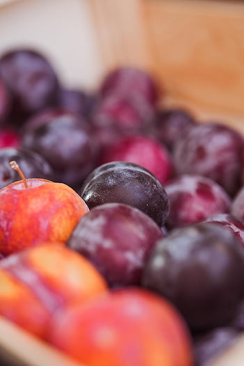 plums, fruits, food, harvest, produce, healthy, dessert, organic