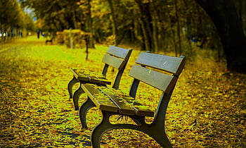 natura, carta da parati floreale, panchina del parco, alberi, le foglie, bellissimi fiori, parco, panchina, sfondo di fiori, posto a sedere, autunno