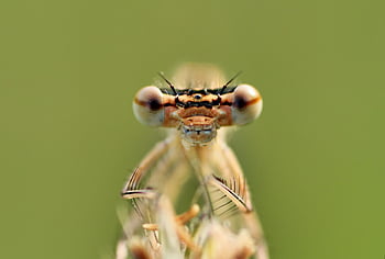 hmyz, vážka, entomologie, makro, druh, zblízka, složené oči