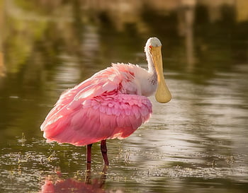 spoonbill, nature, bird, wildlife, bill