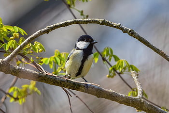動物、 森林、 木材、 緑、 鳥、 野鳥、 日本のおっぱい、 面、 自然、 くちばし、 ダウン