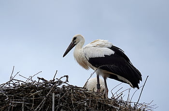 こうのとり、 コウノトリ、 ネスト、 鳥の巣、 自然