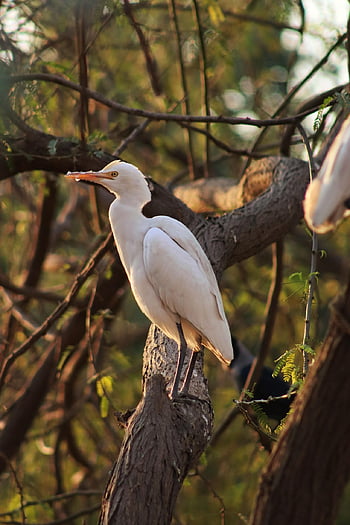 seagull, nature, bird, animal, feathers, white, wildlife, sunset, tree