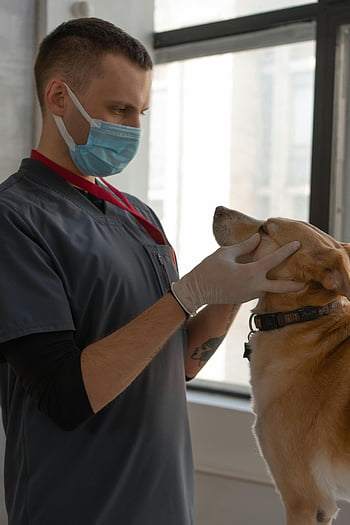 veterinář, obličejová maska, vyšetření psa, Vnitřní péče o domácí mazlíčky, profesionální péče o domácí mazlíčky, Veterinární klinika, zdraví psa, Zkouška mazlíčků, péče o zvířata, lékařské rukavice, kontrola zdraví domácího mazlíčka