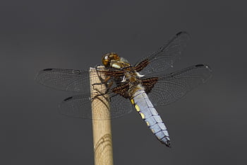 capung, serangga, makro, sayap, sayap capung, serangga bersayap, odonata, ilmu serangga, fauna, alam, merapatkan