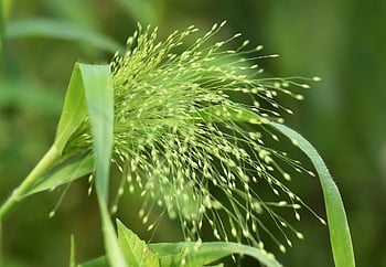 proso, panicle, Farma proso, Panicum Miliaceum, Plevel proso, tráva, travní semeno, Příroda, flóra, botanika
