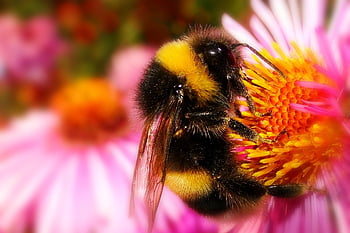 bumblebee Gas, pszczołowate, insect, antennae, model, fragility, animals, flower Background, flower Wallpaper, beautiful Flowers, nature